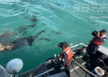 Más de 800 toneladas de hidrocarburos contaminan las costas del Golfo