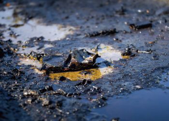 Chapopote sin dueño: el derrame que ya manchó 630 km del Golfo